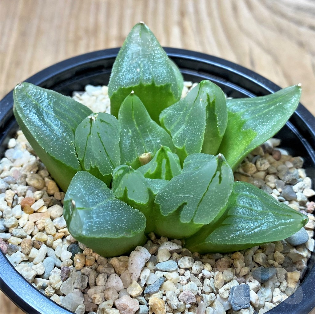 SH4207 Haworthia pygmaea 'Ice City'