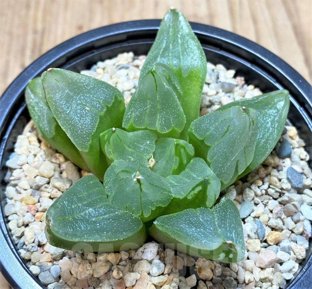 SH4207 Haworthia pygmaea 'Ice City' - Obrázek 3