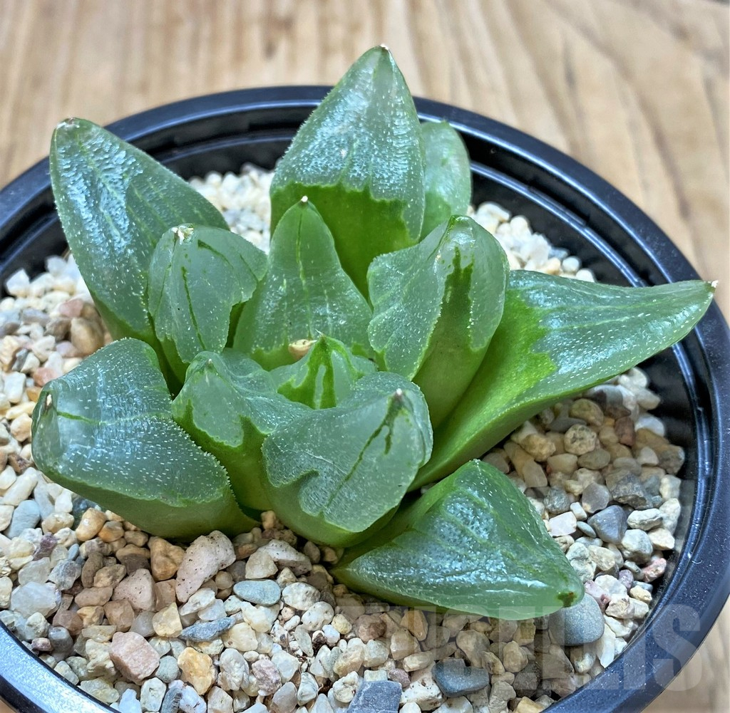 SH4207 Haworthia pygmaea 'Ice City' - Obrázek 2