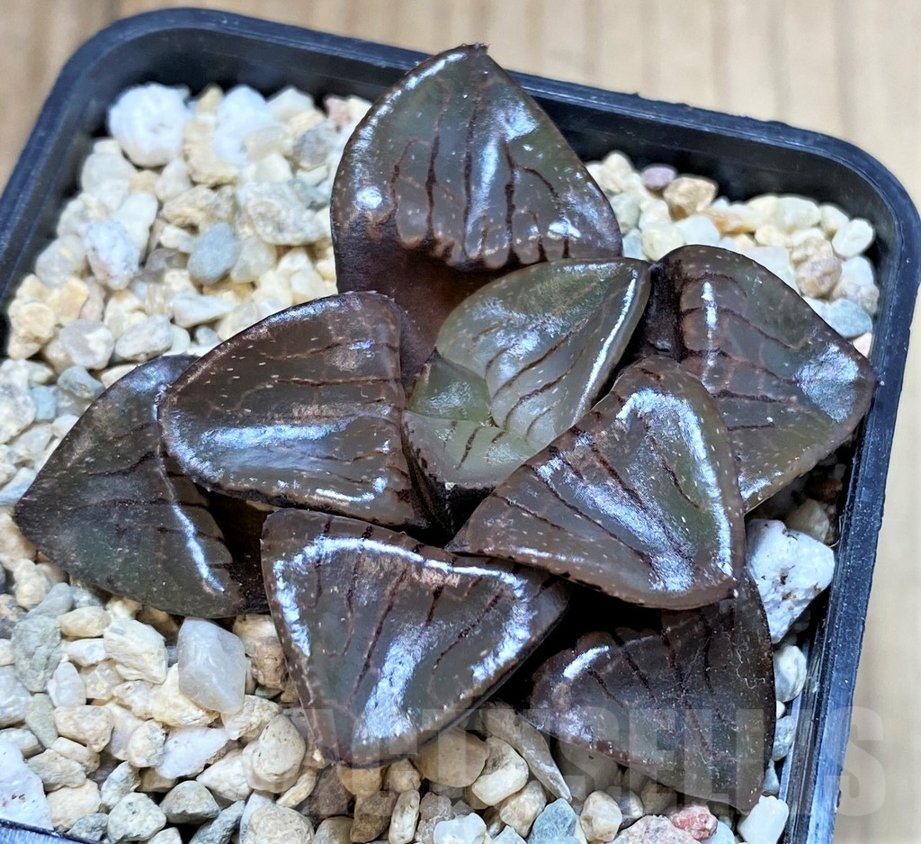SH4210 Haworthia 'Sun Moon Lake' - Image 2