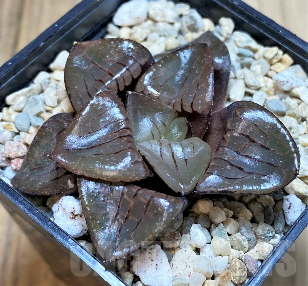 SH4210 Haworthia 'Sun Moon Lake'