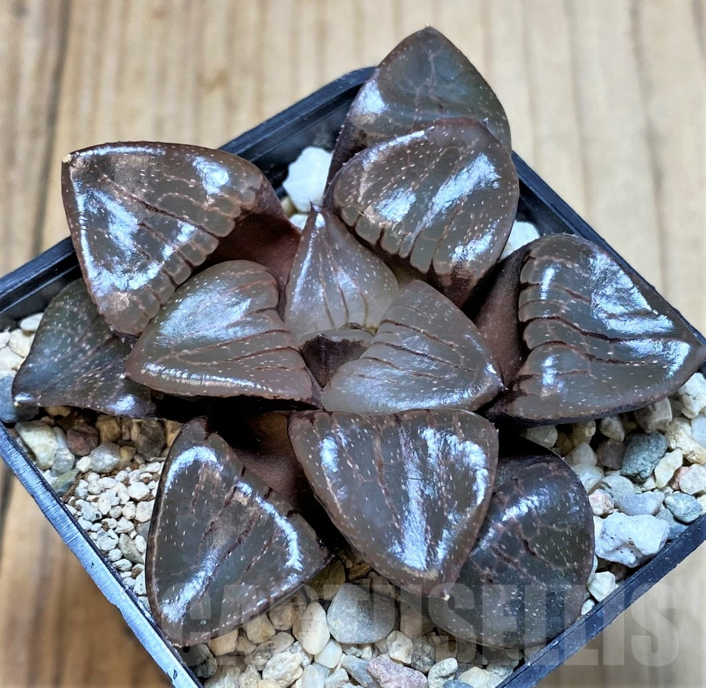 SH4211 Haworthia 'Sun Moon Lake' - Imagen 2
