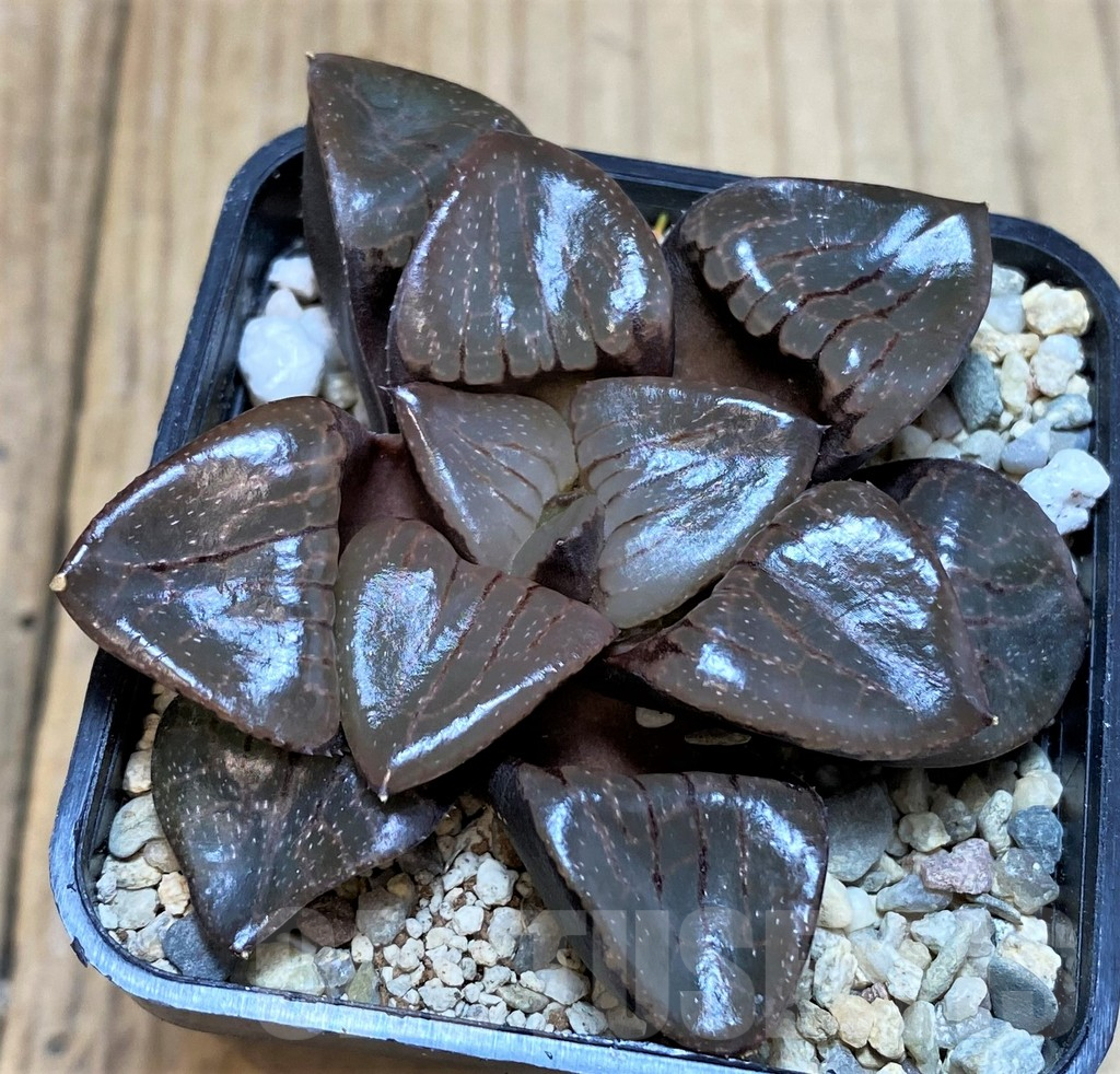 SH4211 Haworthia 'Sun Moon Lake'