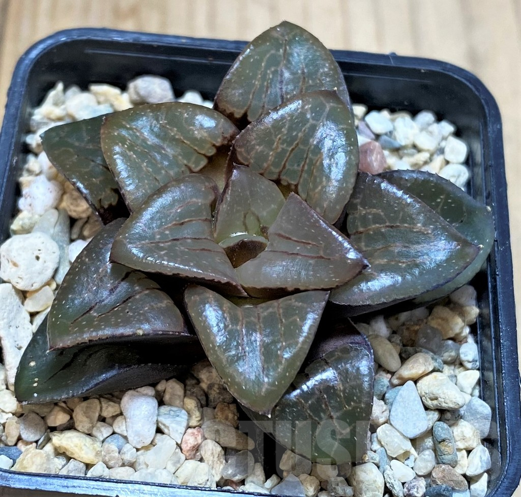 SH4213 Haworthia 'Sun Moon Lake' - Image 2