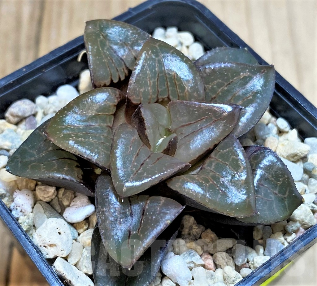 SH4213 Haworthia 'Sun Moon Lake'