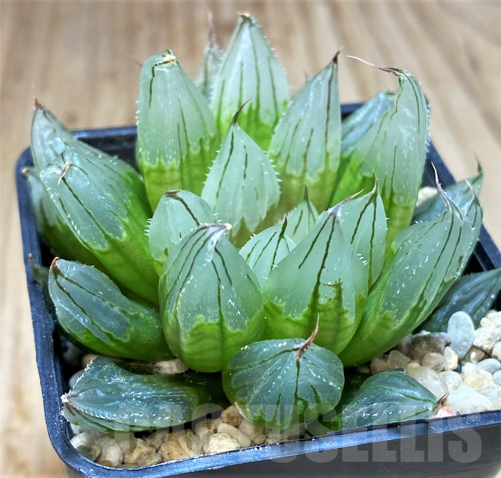 SH4216 Haworthia 'West Asia Tsuen' - Image 2