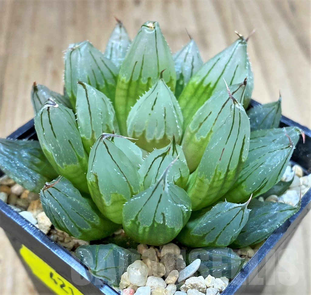 SH4216 Haworthia 'West Asia Tsuen'