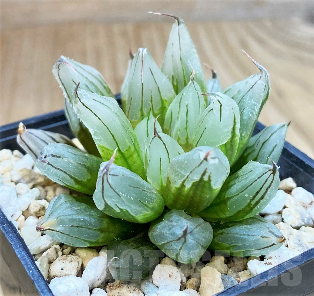 SH4217 Haworthia cooperi 'West Asia Tsuen'