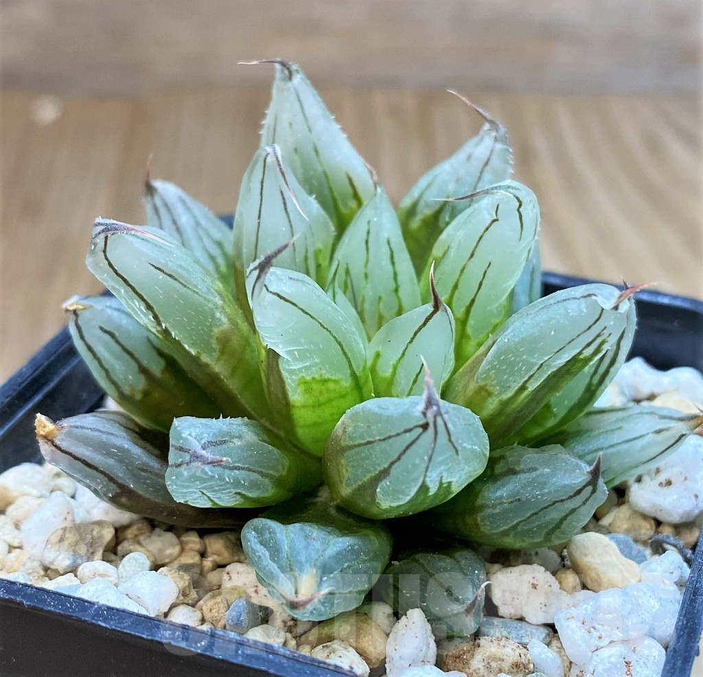 SH4217 Haworthia cooperi 'West Asia Tsuen' - Imagen 2