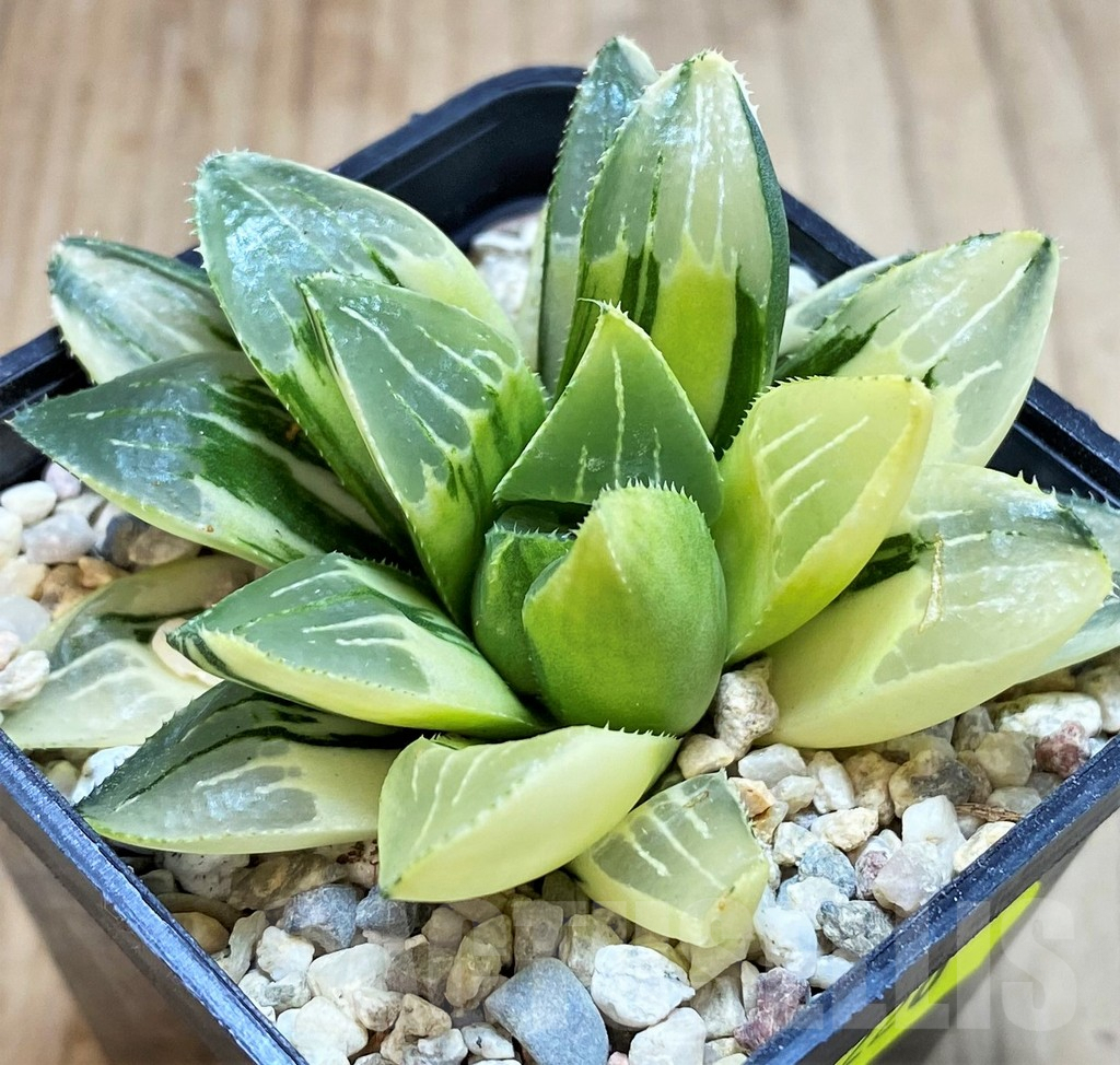 SH4220 Haworthia heidelbergensis f. variegata