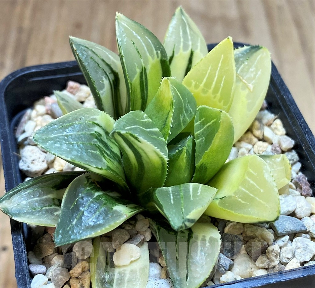 SH4220 Haworthia heidelbergensis f. variegata - 画像 (3)