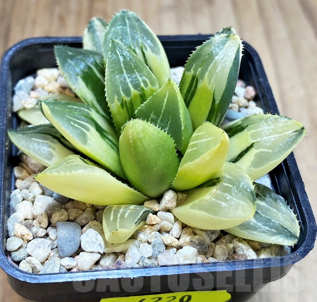 SH4220 Haworthia heidelbergensis f. variegata - 画像 (2)