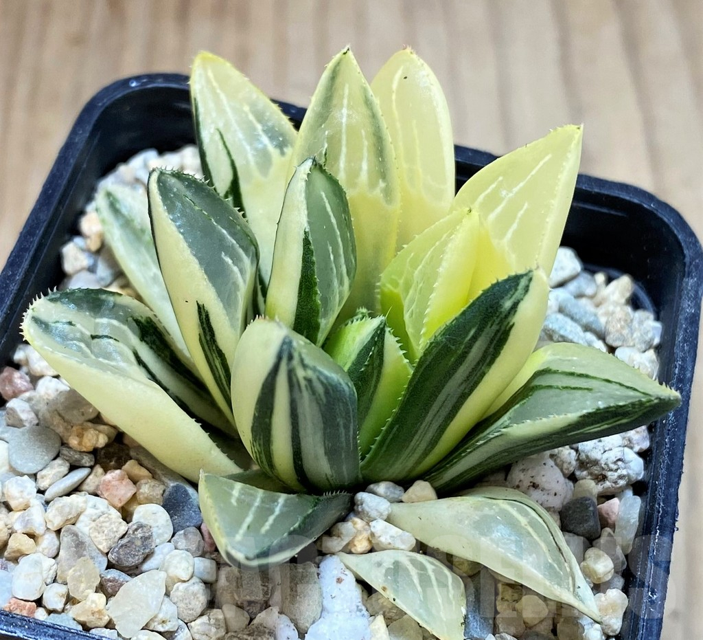 SH4221 Haworthia heidelbergensis f. variegata - Imagen 2