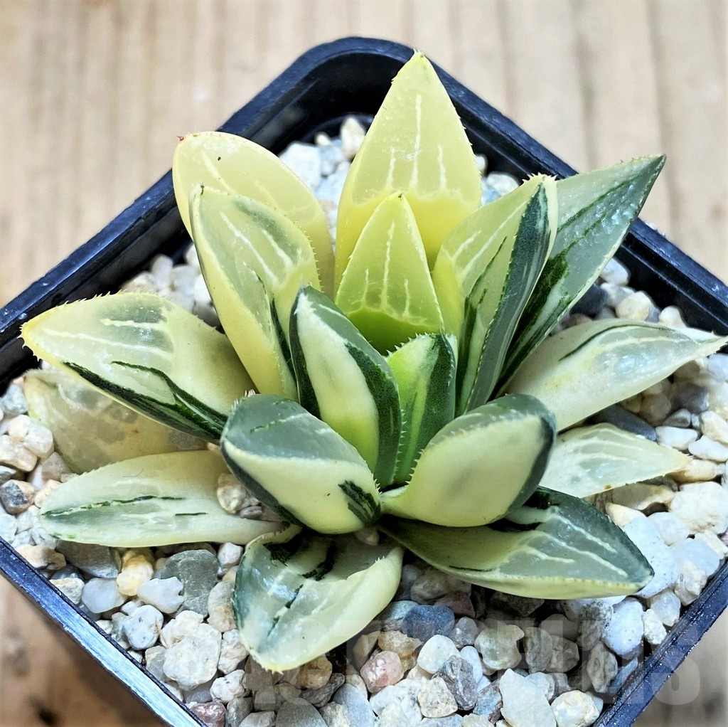SH4221 Haworthia heidelbergensis f. variegata