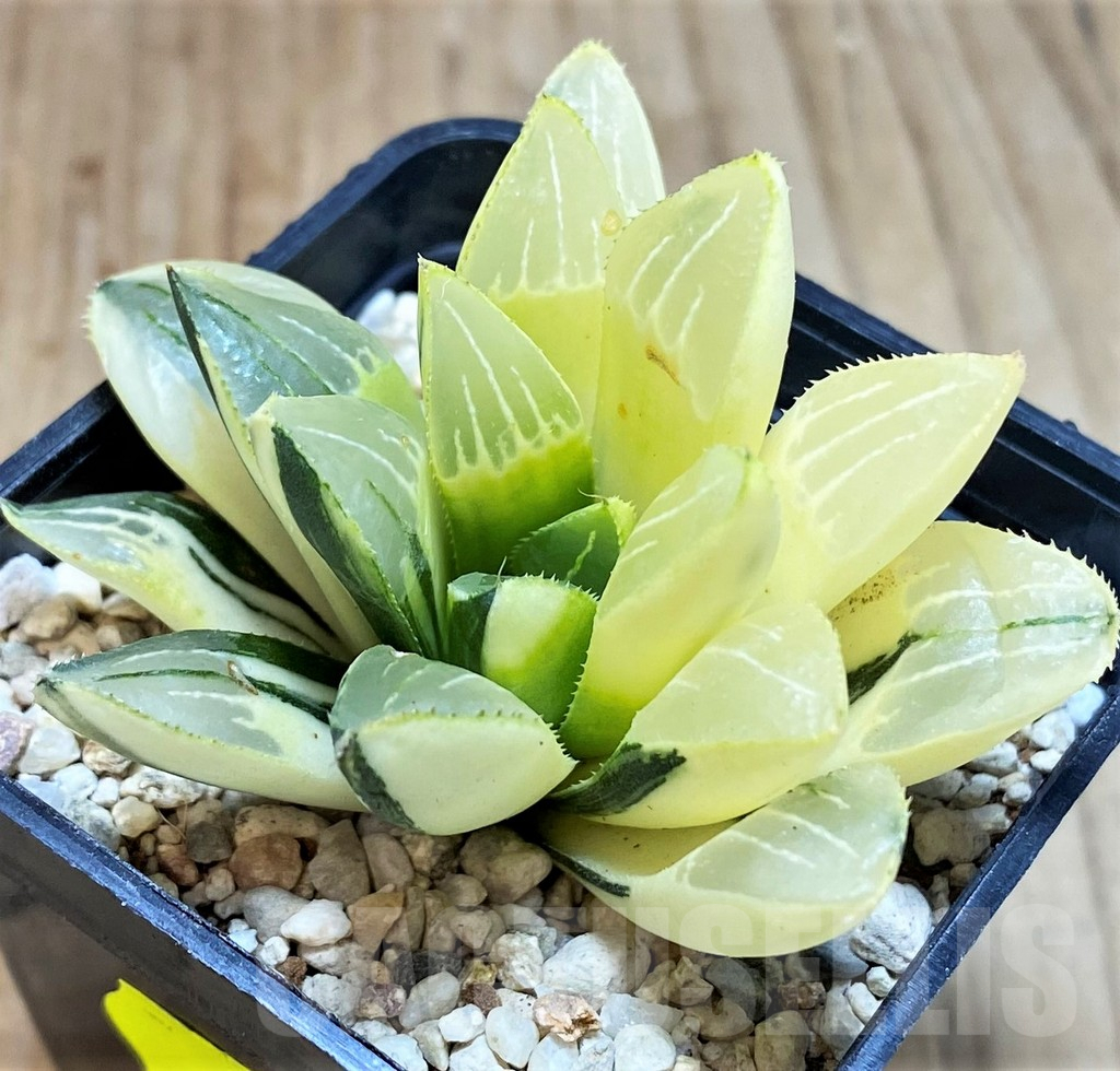 SH4222 Haworthia heidelbergensis f. variegata
