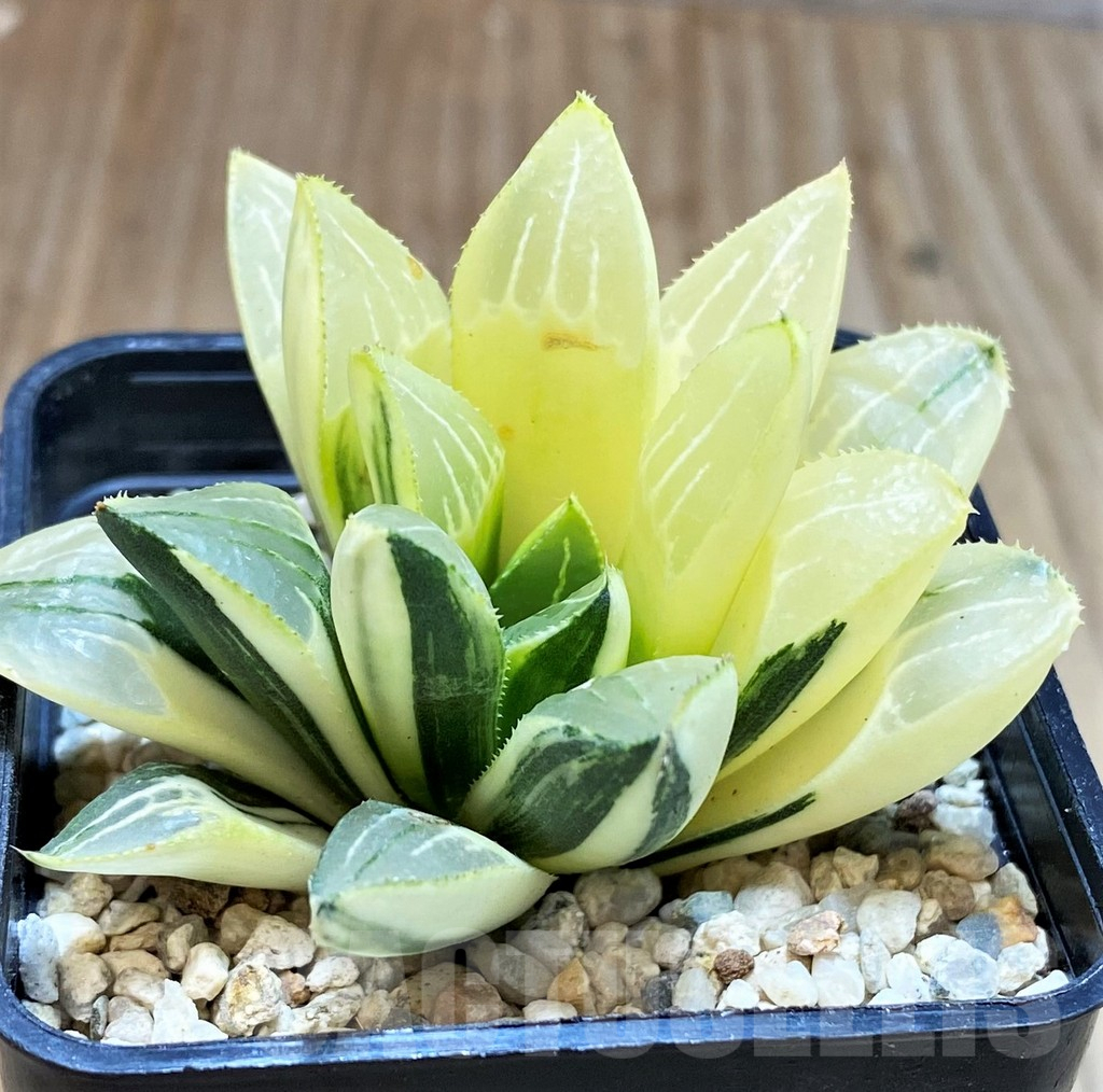 SH4222 Haworthia heidelbergensis f. variegata - Imagen 2