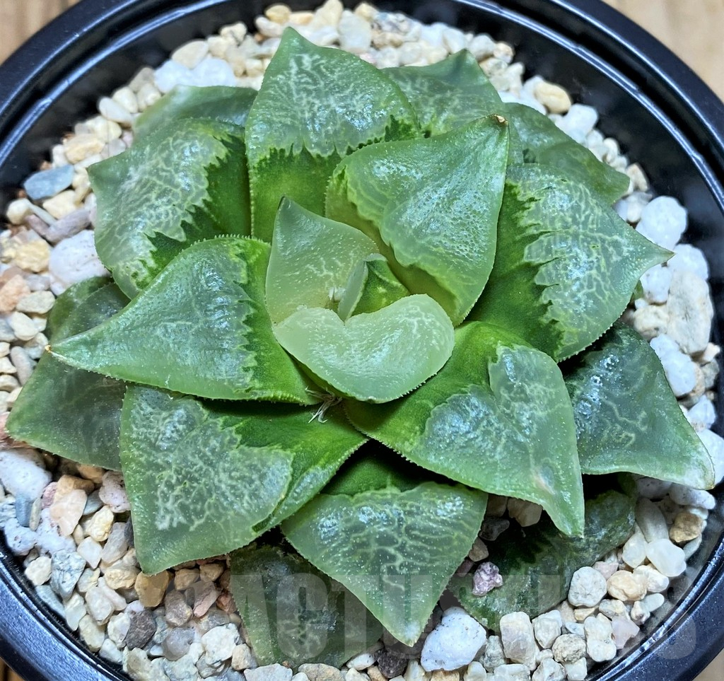 SH4224 Haworthia comptoniana 'Xiangyun Ke' - Image 2