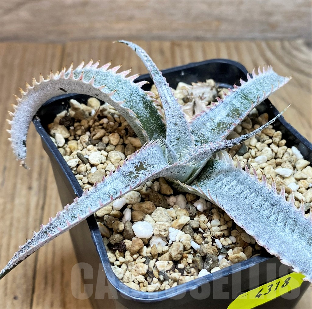 SH4318 Dyckia hybrid