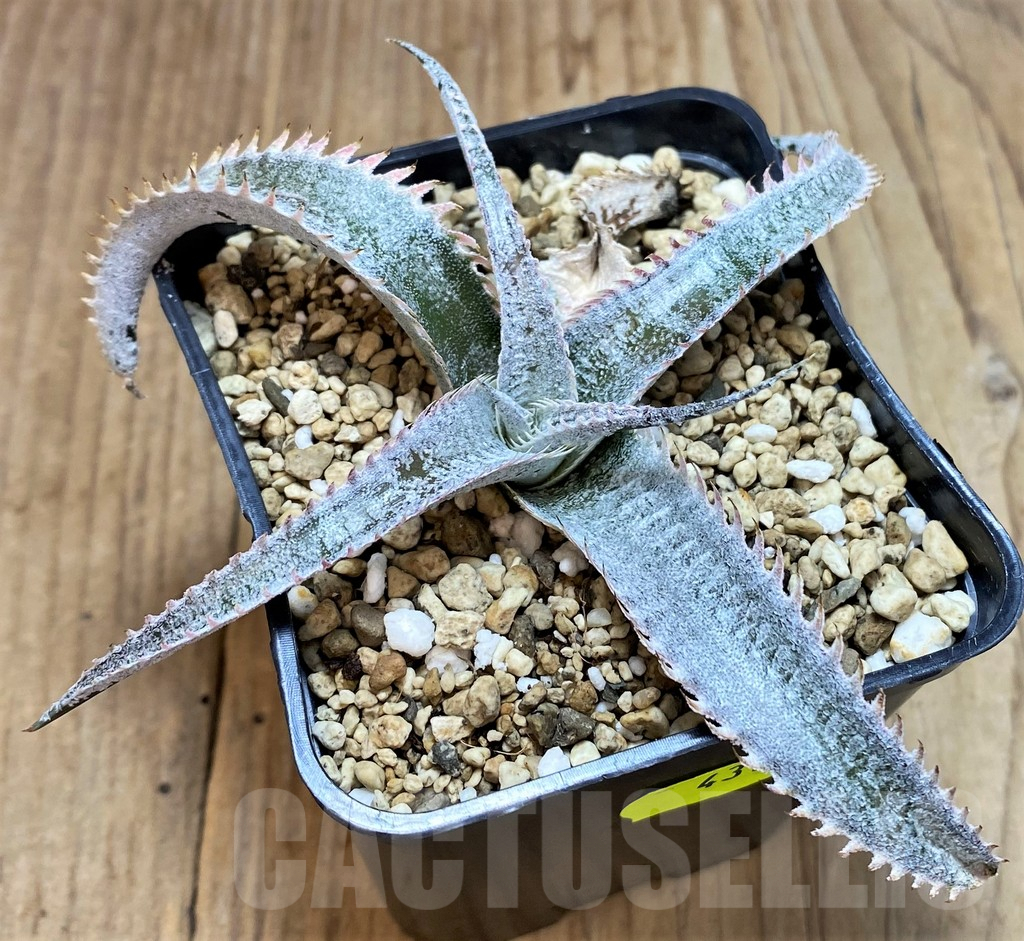 SH4318 Dyckia hybrid - immagine 2