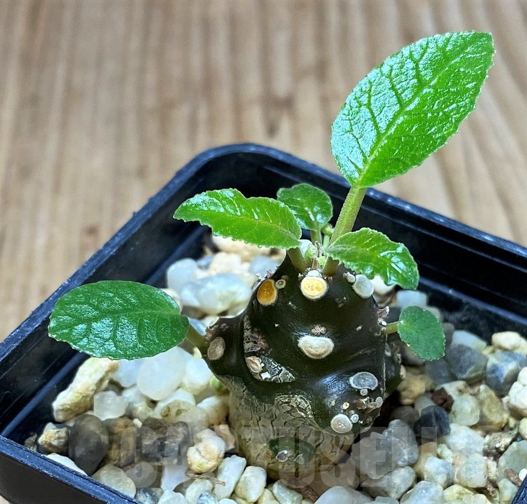 SH4319 Dorstenia foetida - Image 2