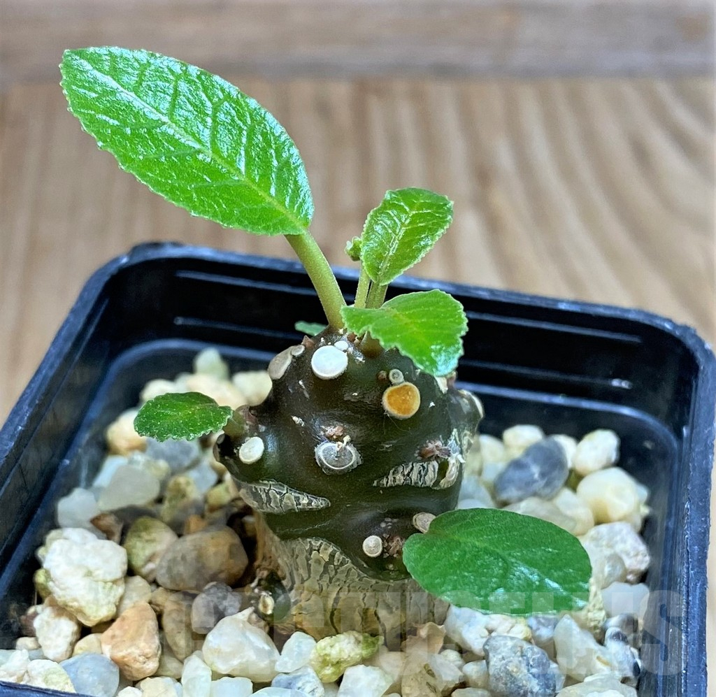 SH4319 Dorstenia foetida