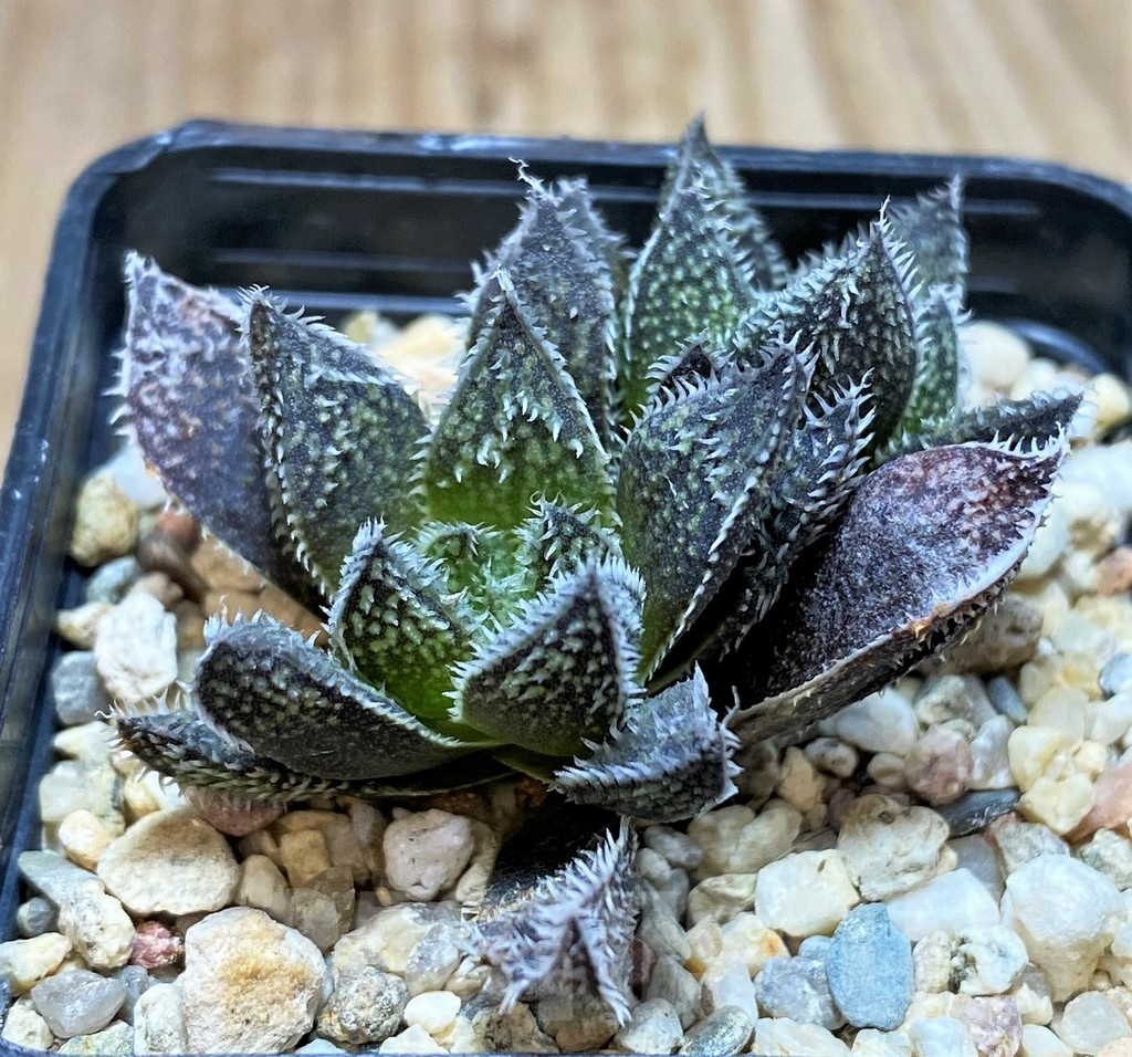 SH4322 Haworthia ‘Bunraku’ HKX-3, ex Cactus Nishi - Зображення 2