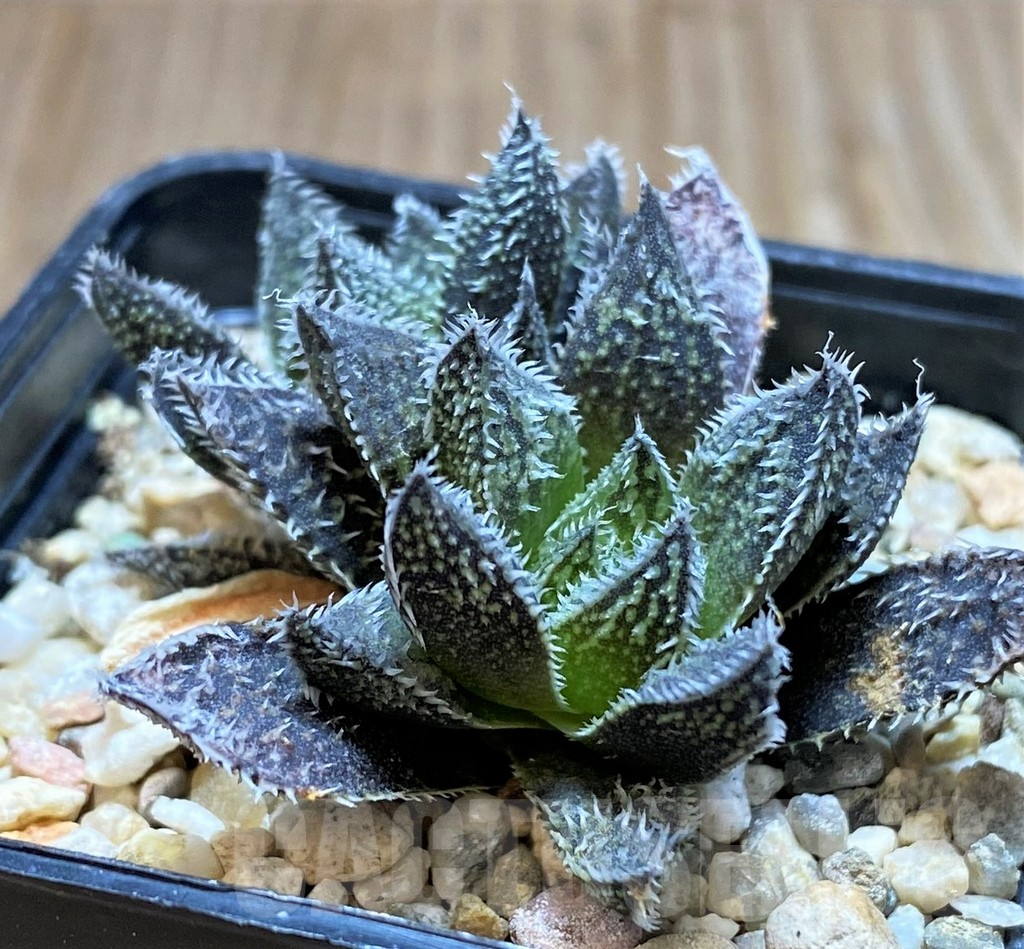 SH4322 Haworthia ‘Bunraku’ HKX-3, ex Cactus Nishi