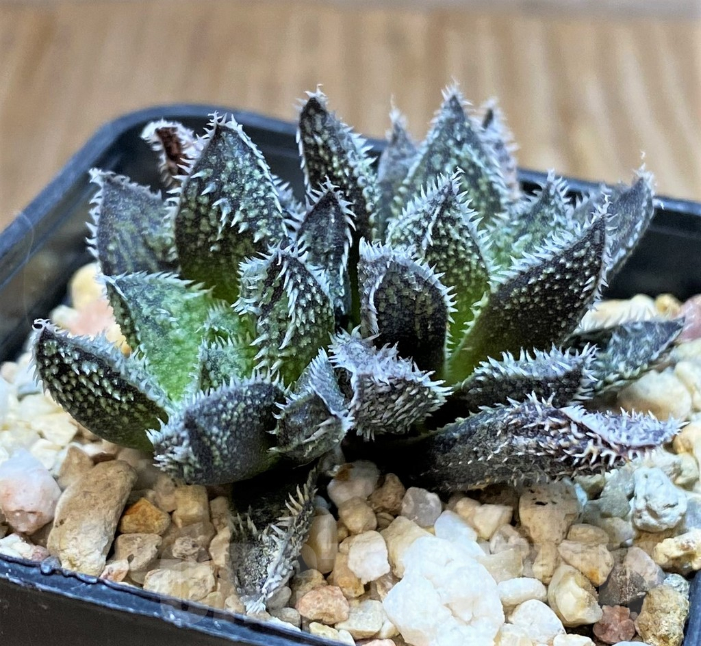 SH4322 Haworthia ‘Bunraku’ HKX-3, ex Cactus Nishi - Зображення 3