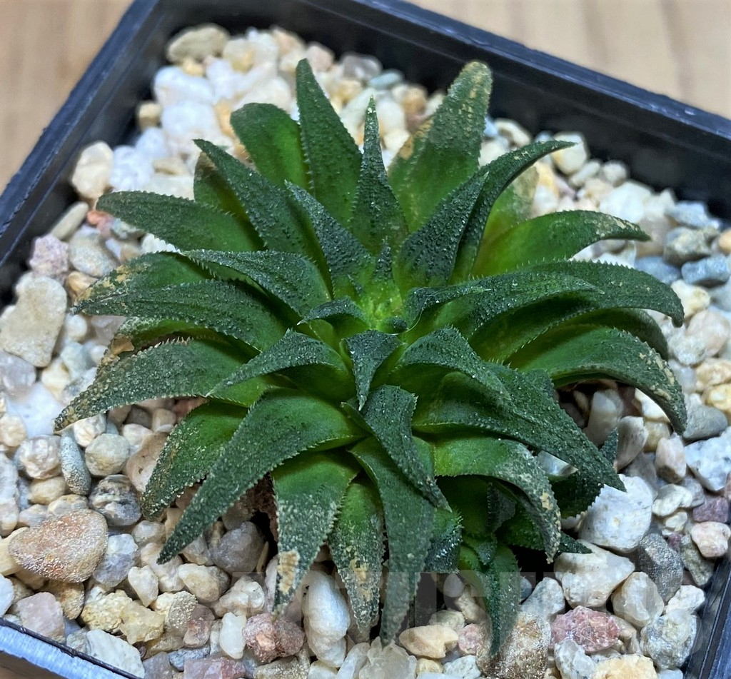 SH4323 Haworthia parksiana - Image 2