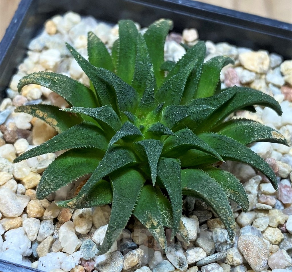 SH4323 Haworthia parksiana