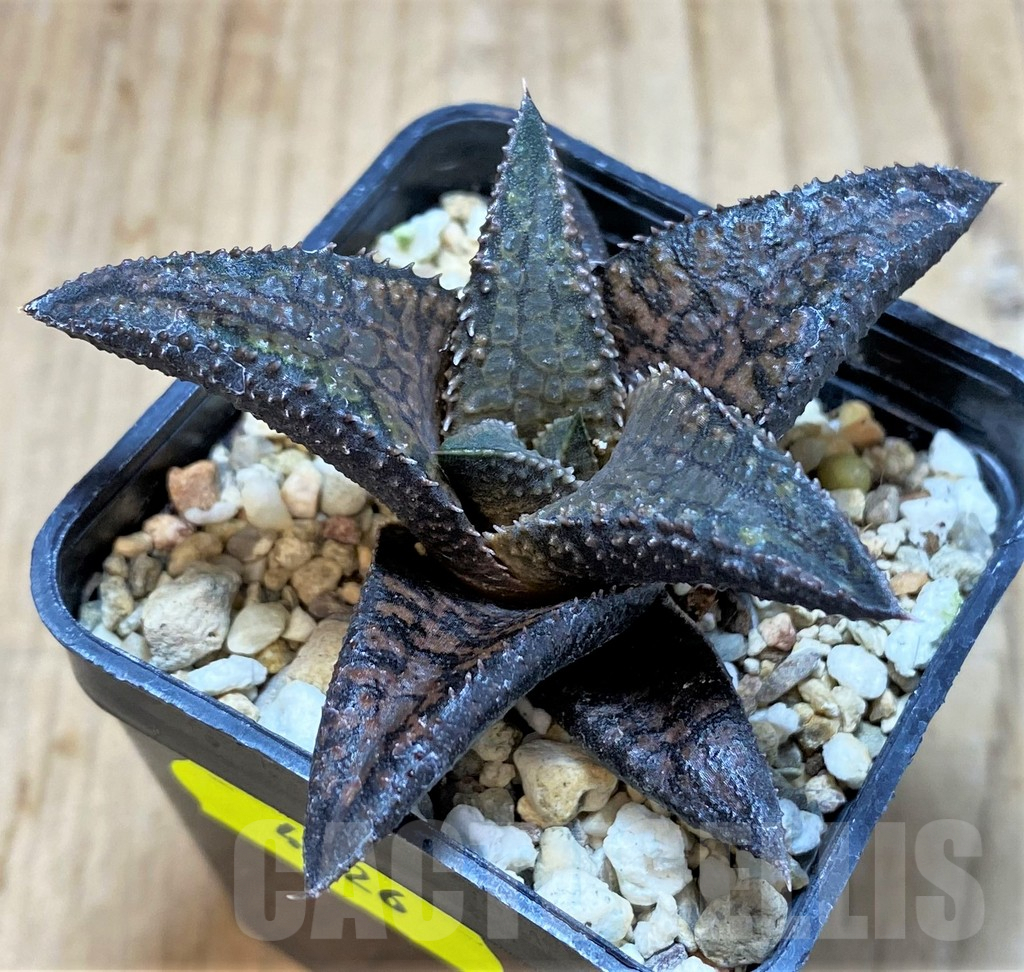 SH4326 Haworthia koelmaniorum 'Dragon King' - Image 2