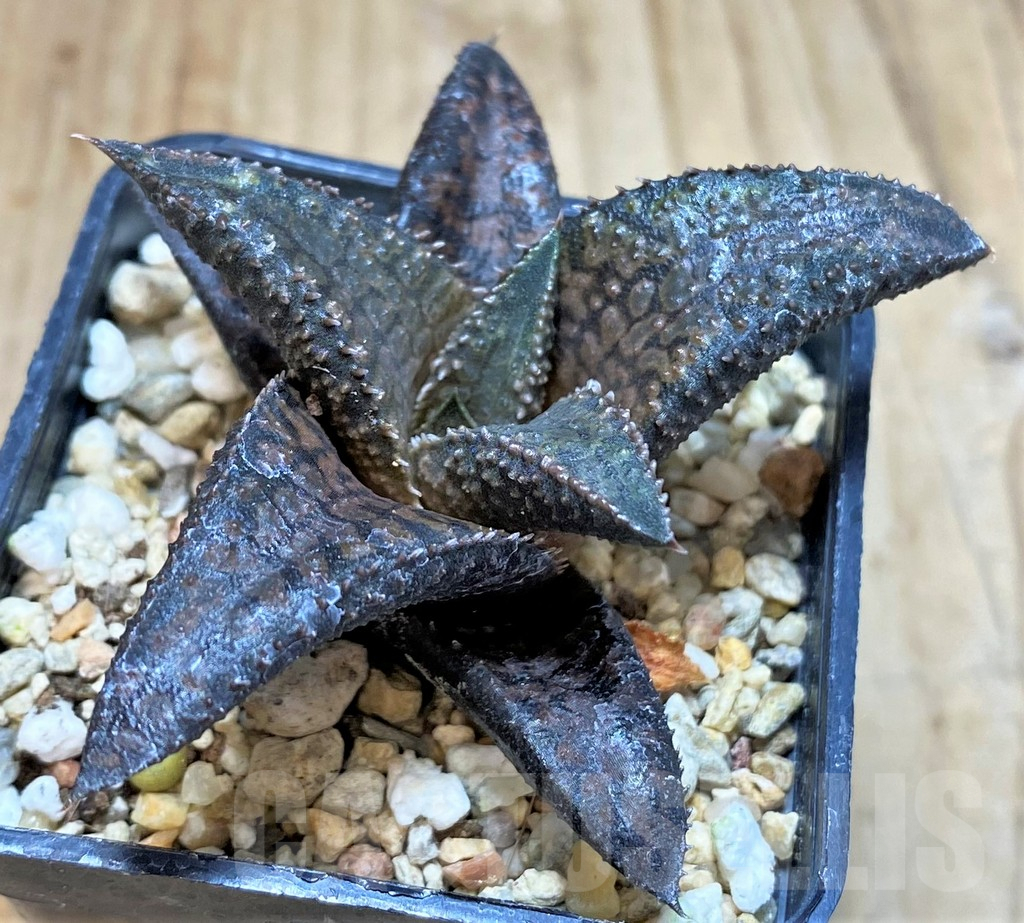 SH4326 Haworthia koelmaniorum 'Dragon King'