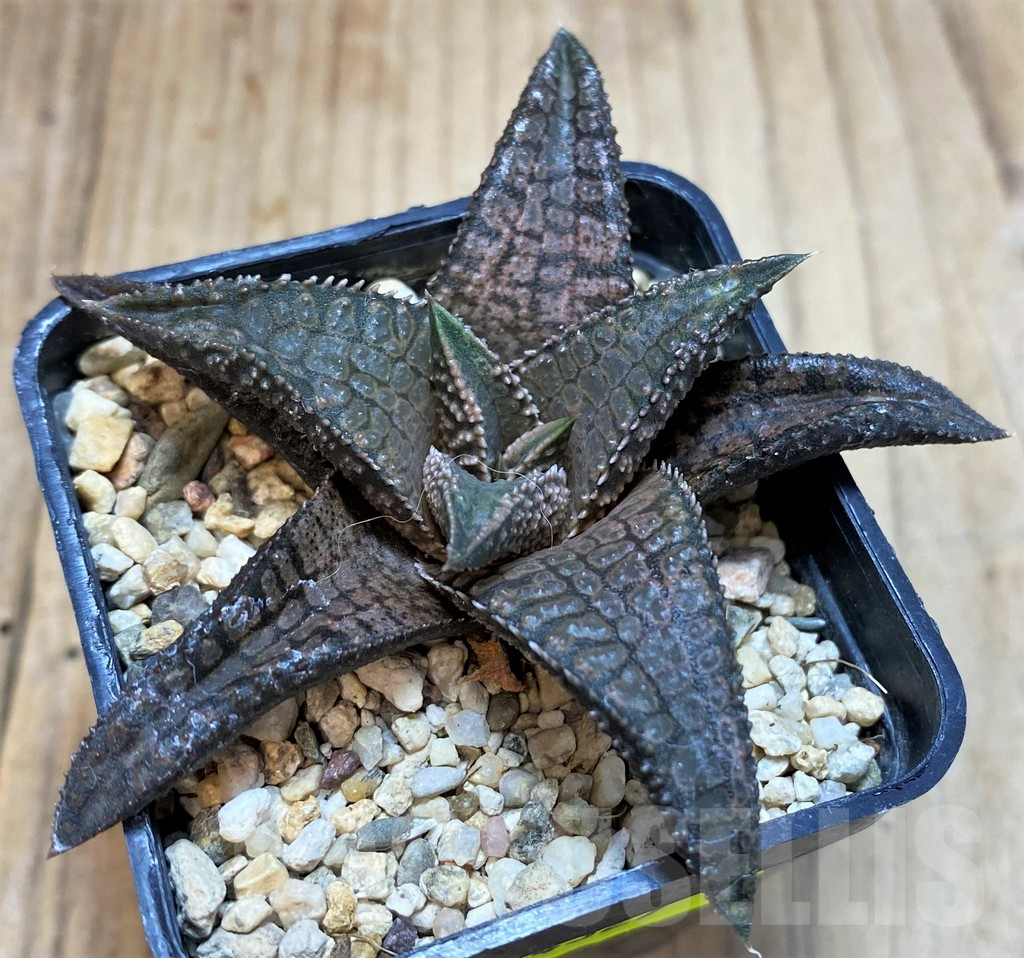 SH4327 Haworthia koelmaniorum 'Dragon King' - Obrázek 2