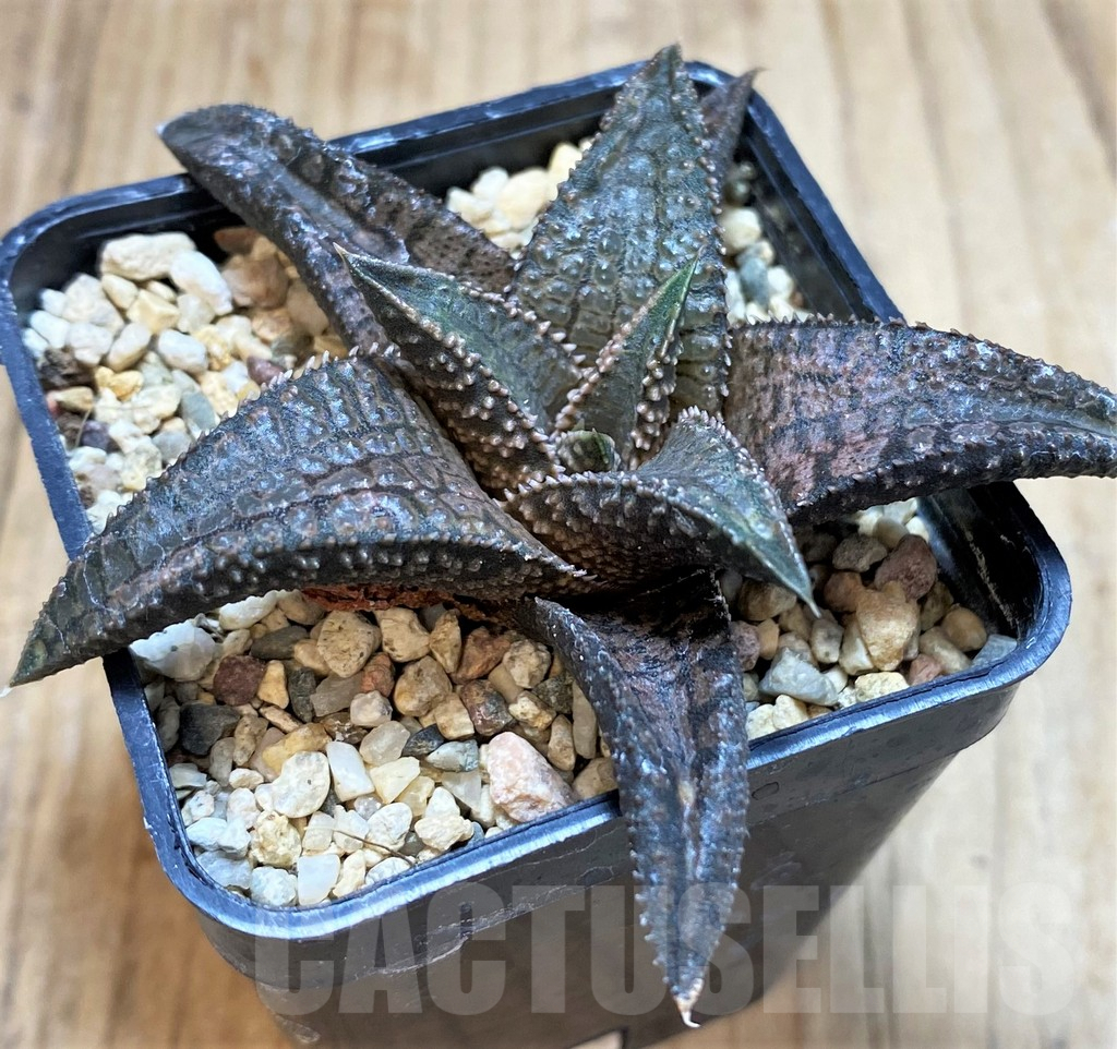 SH4327 Haworthia koelmaniorum 'Dragon King'