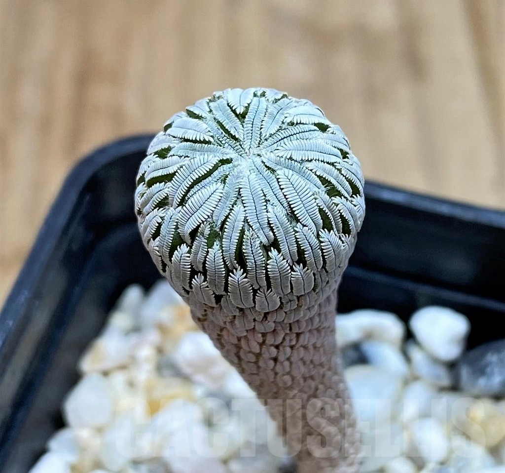 SH4316 Pelecyphora aselliformis