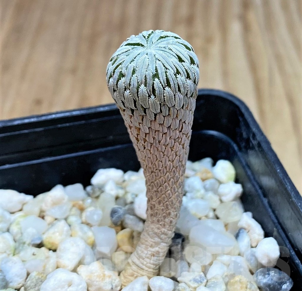 SH4316 Pelecyphora aselliformis - Image 2