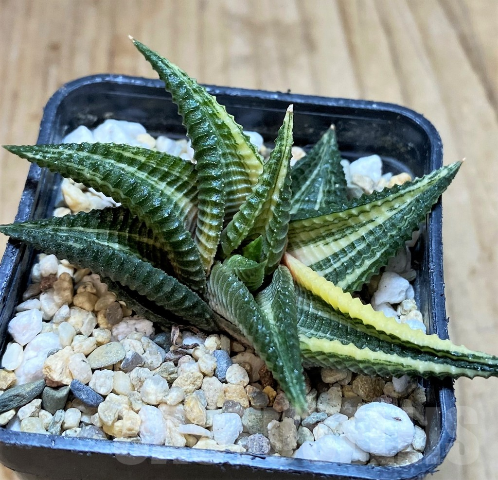 SHP4335 Haworthia limifolia f. variegata