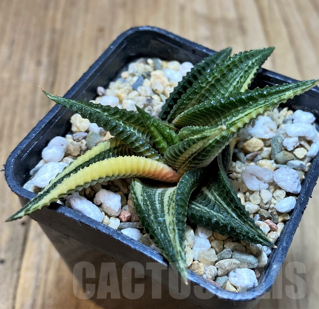 SHP4335 Haworthia limifolia f. variegata - Image 2