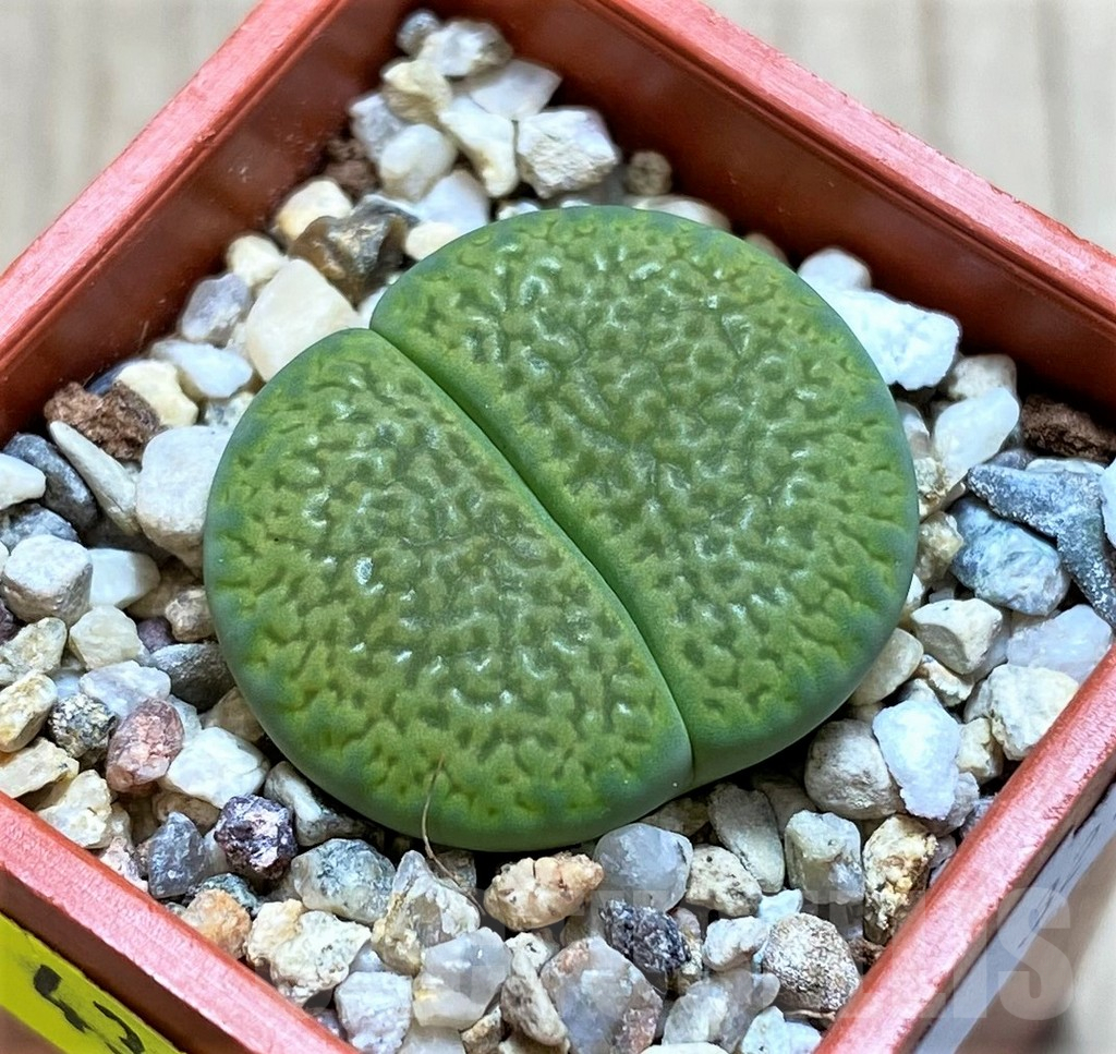 SH4348 Lithops hookeri 'Annarosa'