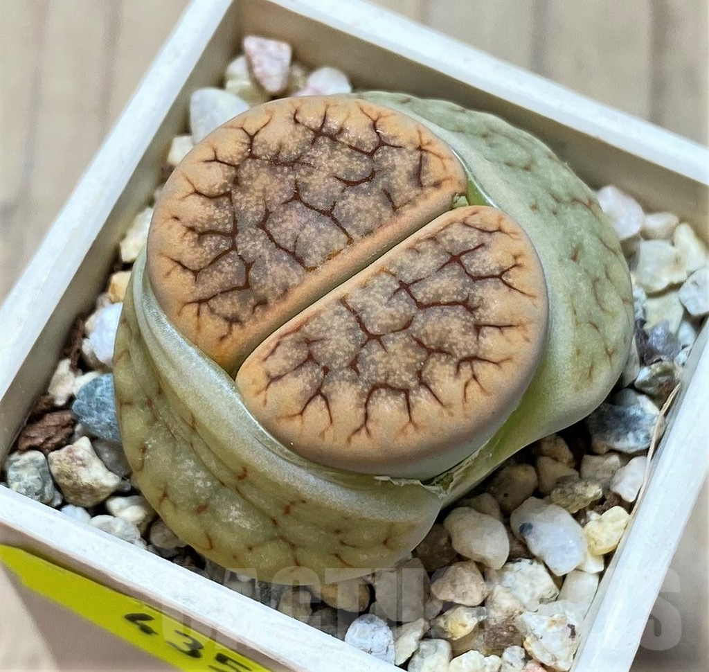SH4350 Lithops gracilidelineata v. brandbergensis