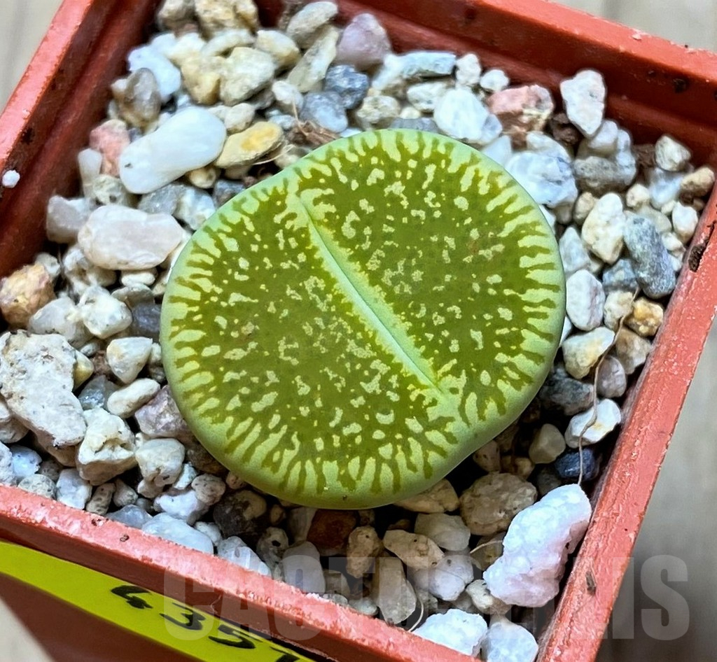 SH4351 Lithops aucampiae 'Bella Ketty' C48A