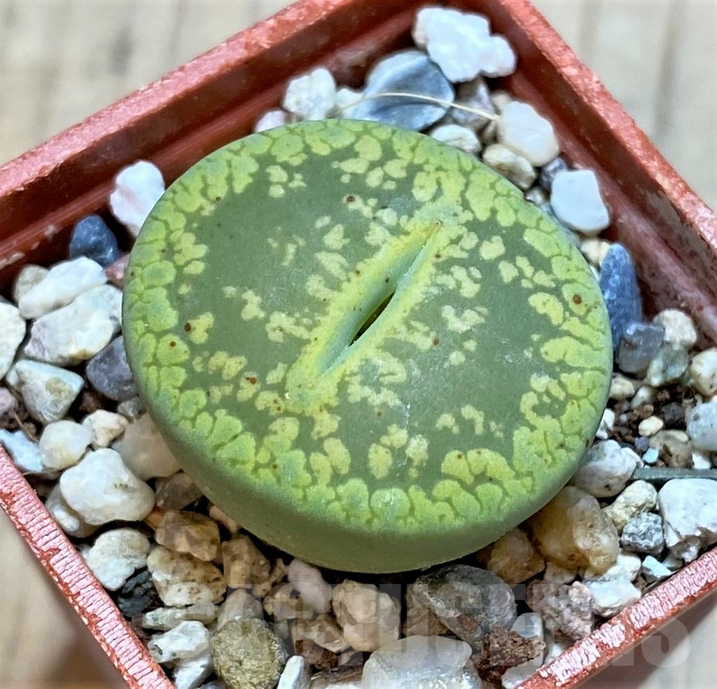 SH4352 Lithops aucampiae 'Jackson's Jade' C395
