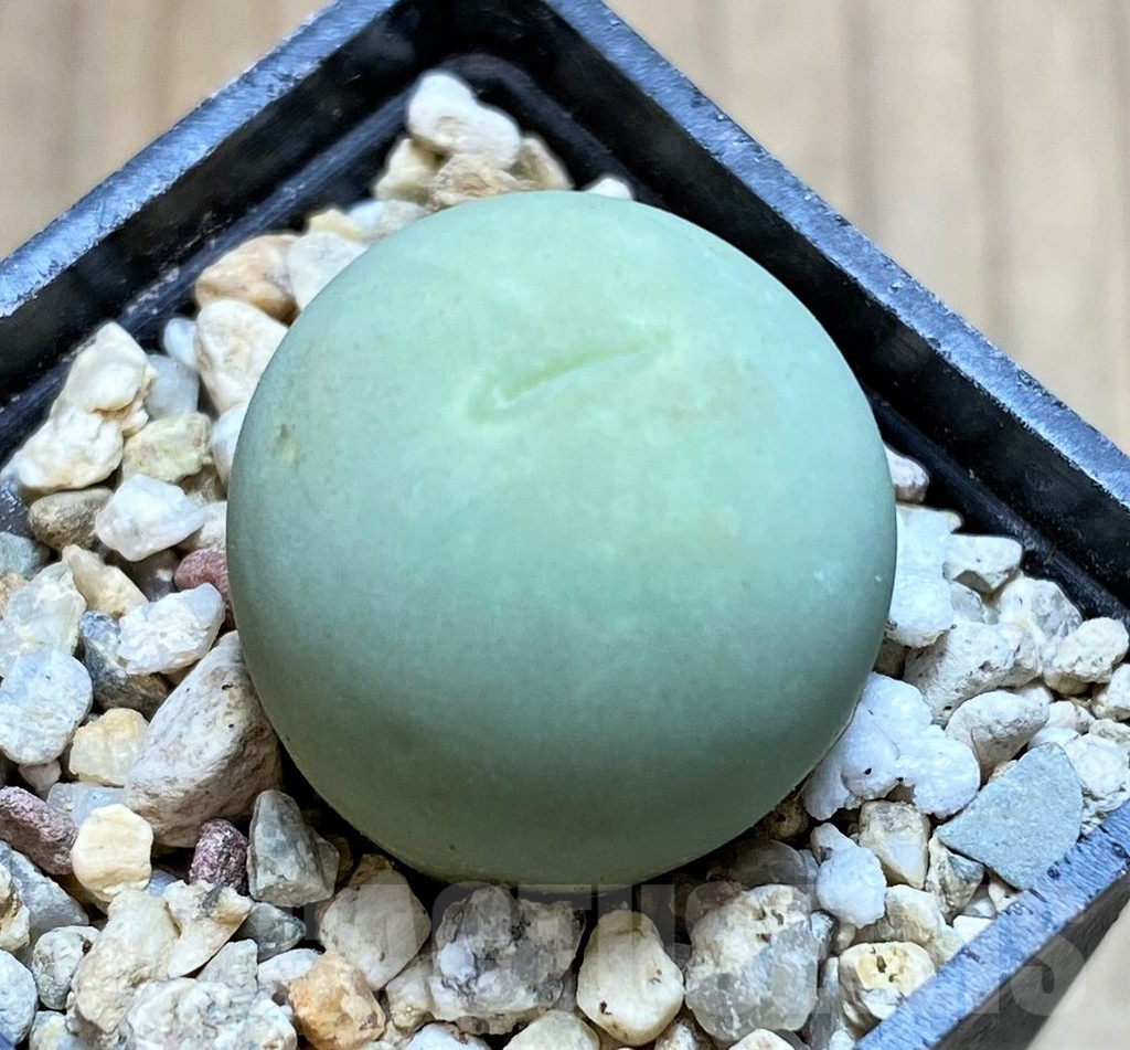 SH4413 Conophytum calculus