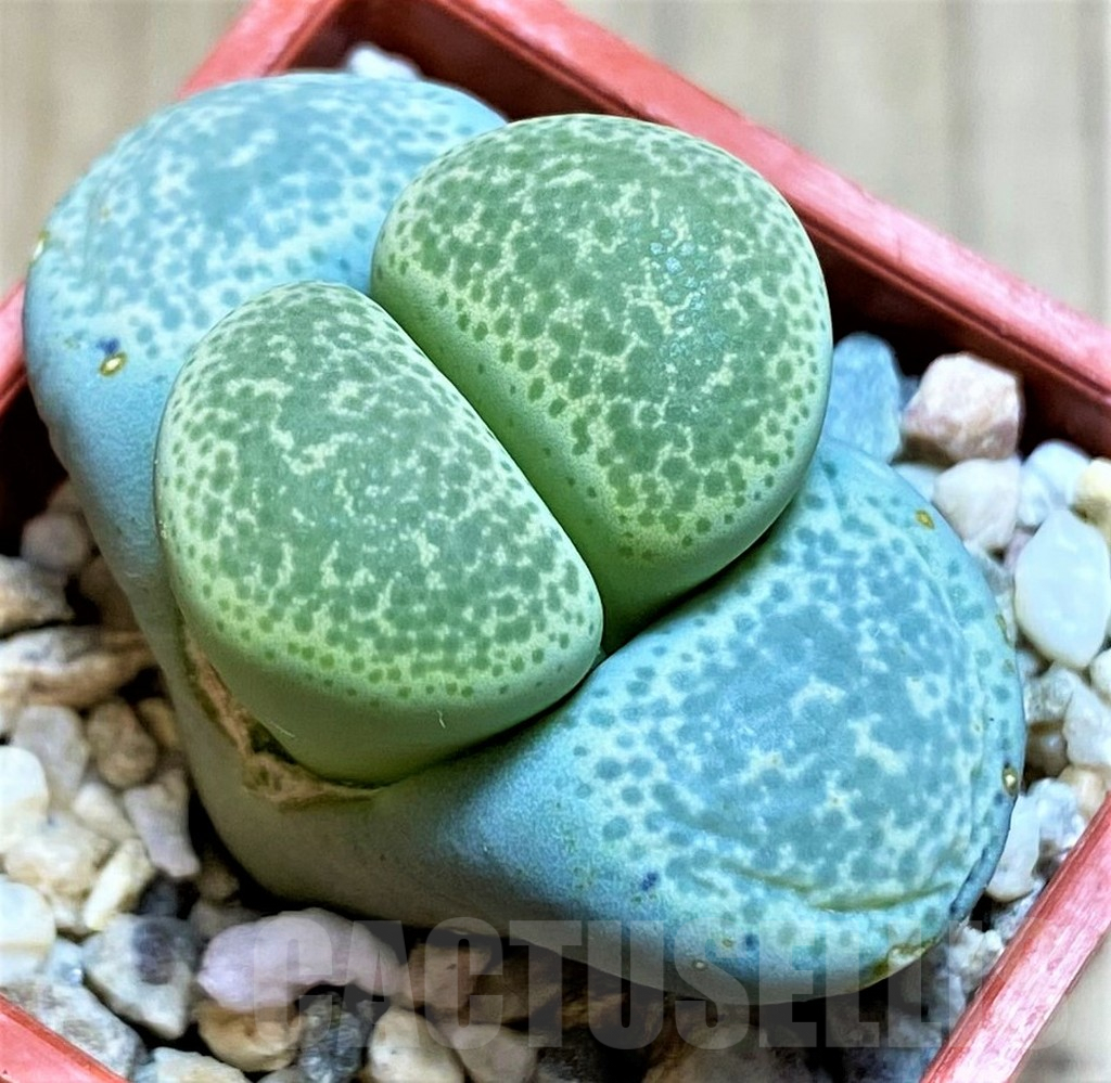 SH4458 Lithops terricolor