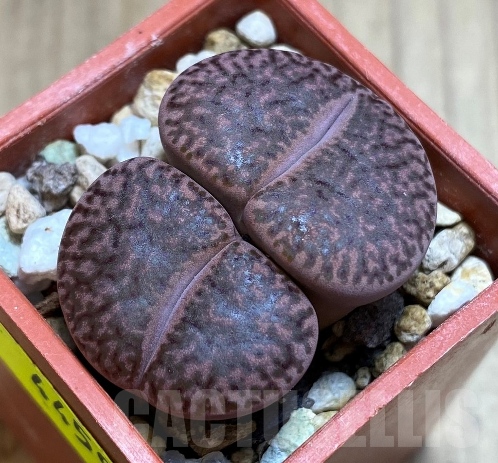 SH4459 Lithops bromfieldii v. glaudinae 'Embers' C393A