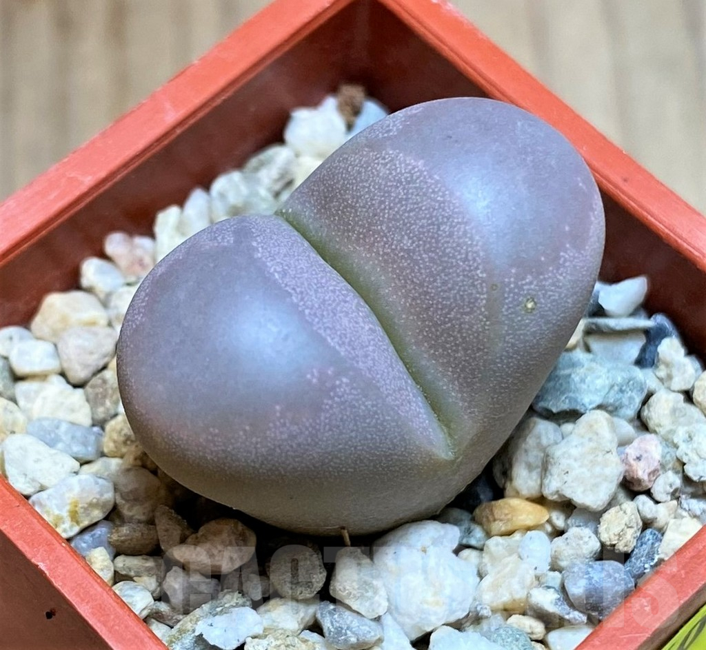 SH4460 Lithops optica 'Rubra'