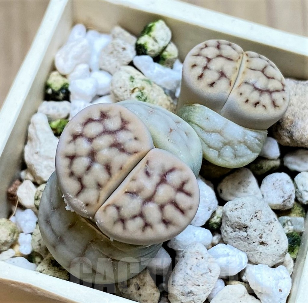SH4466 Lithops erniana