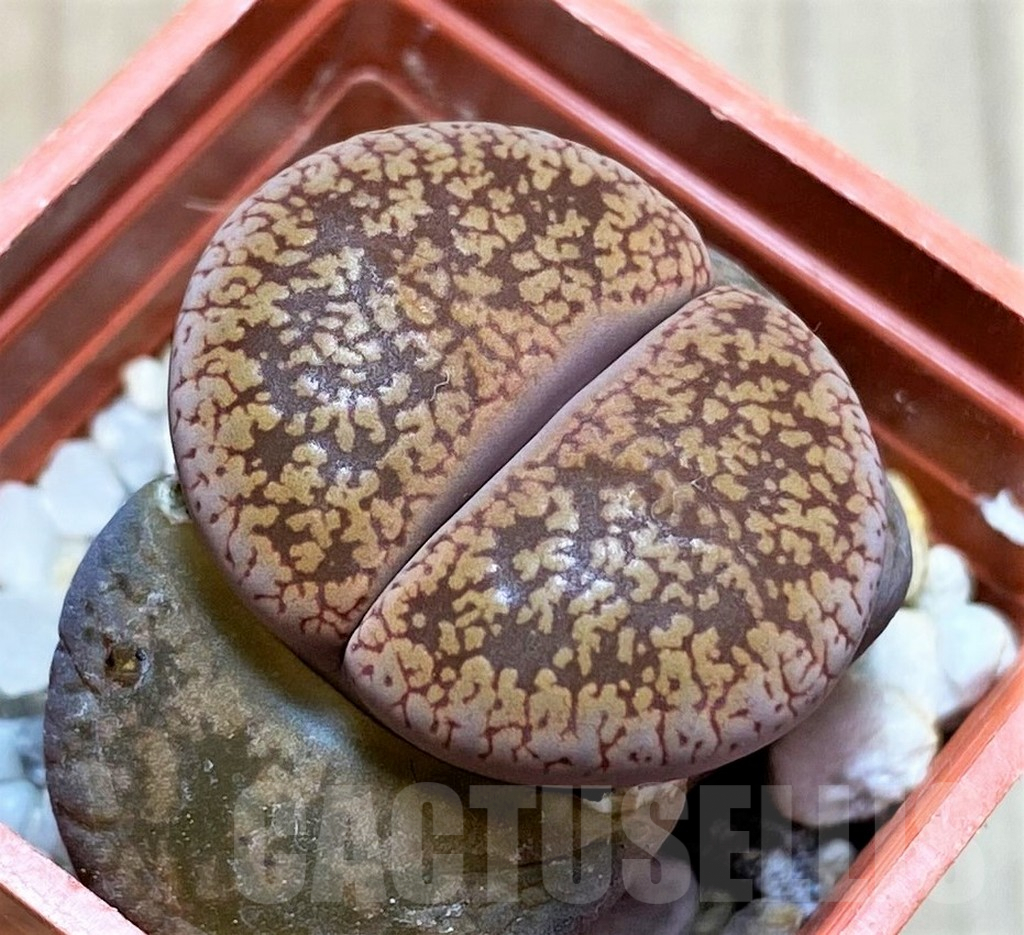 SH4468 Lithops aucampiae