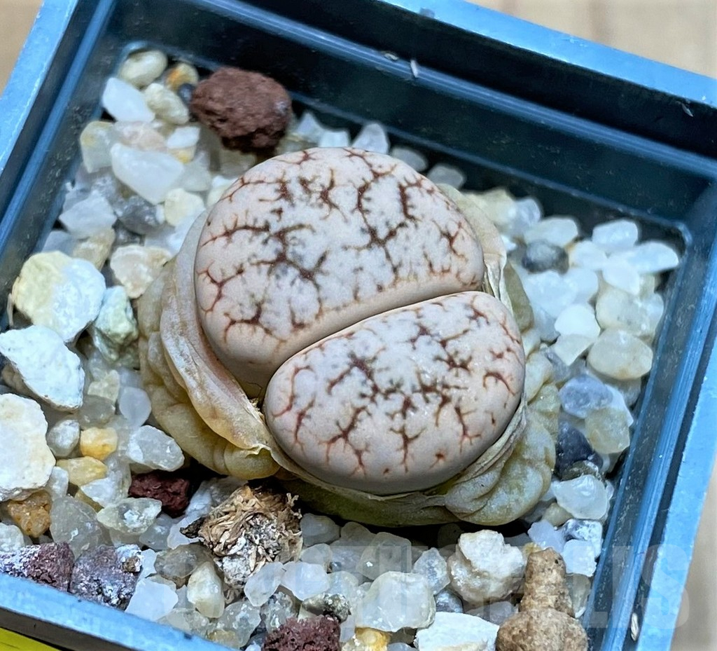 SH4469 Lithops werneri