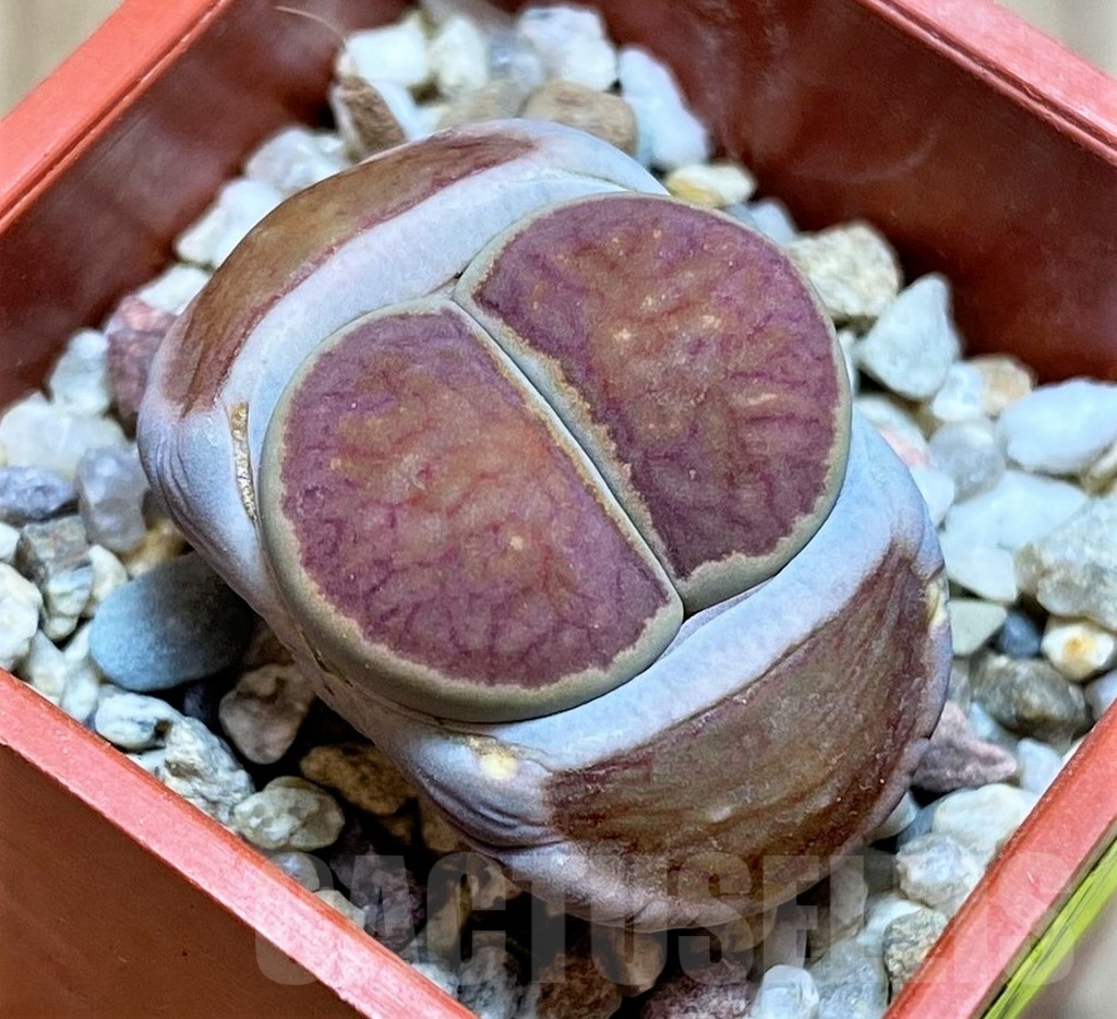 SH4470 Lithops julii 'Kikushogiyoku'